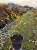 zlotlin-japonski-pleniflora3-floravi.pl