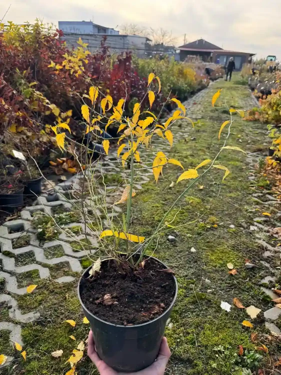 zlotlin-japonski-pleniflora3-floravi.pl