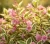 krzewuszka-cudowna-nana-variegata2-floravi.pl