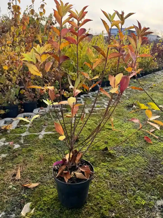 krzewuszka-cudowna-styriaca3-floravi.pl