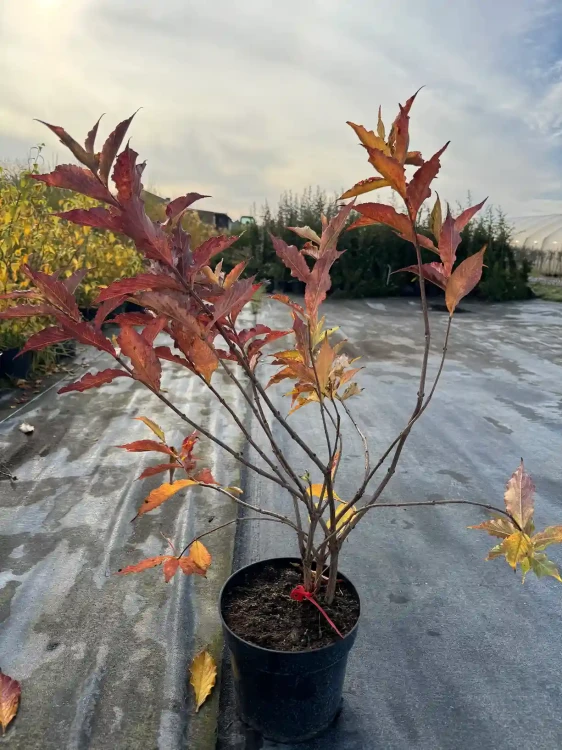 krzewuszka-cudowna-red-prince3-floravi.pl