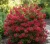 krzewuszka-cudowna-red-prince1-floravi.pl