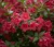 krzewuszka-cudowna-red-prince2-floravi.pl