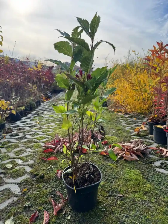 krzewuszka-cudowna-big-love3-floravi.pl