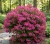 krzewuszka-cudowna-big-love1-floravi.pl