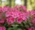 krzewuszka-cudowna-big-love2-floravi.pl