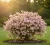 krzewuszka-cudowna-vintage-love1-floravi.pl