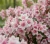 krzewuszka-cudowna-vintage-love2-floravi.pl
