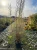 tamaryszek-drobnolistny3-floravi.pl