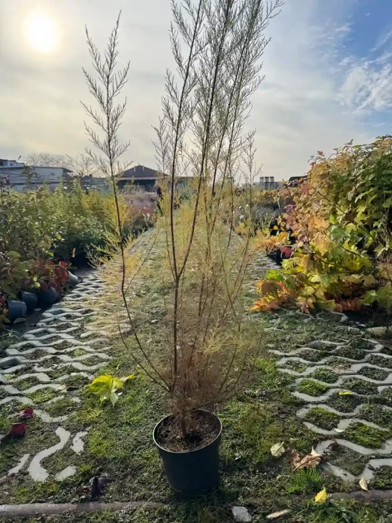 tamaryszek-drobnolistny3-floravi.pl
