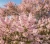 tamaryszek-drobnolistny2-floravi.pl