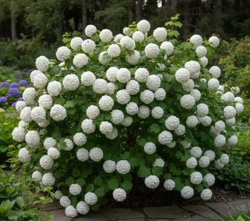 kalina-koralowa-roseum1-floravi.pl