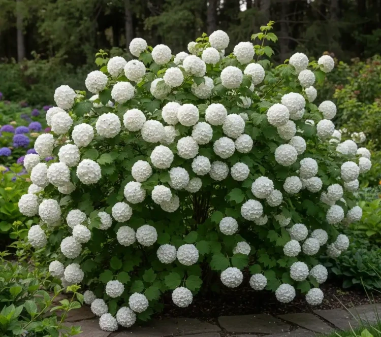 kalina-koralowa-roseum1-floravi.pl