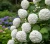 kalina-koralowa-roseum2-floravi.pl