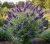 budleja-dawida-adonis-blue1-floravi.pl