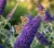 budleja-dawida-adonis-blue2-floravi.pl