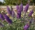 budleja-dawida-african-queen1-floravi.pl