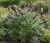 budleja-dawida-black-knight2-floravi.pl