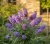 Budleja-dawida-blue-chip1-floravi.pl