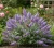 Budleja-dawida-blue-chip2-floravi.pl