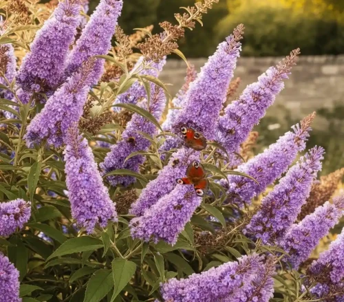 Budleja-dawida-border-beauty1-floravi.pl