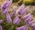 Budleja-dawida-border-beauty1-floravi.pl