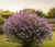 Budleja-dawida-border-beauty2-floravi.pl