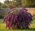 Budleja-dreaming-purple1-floravi.pl