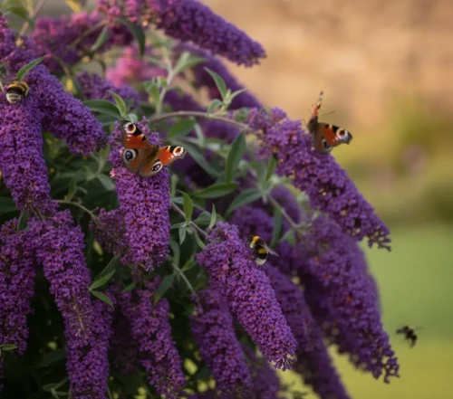 Budleja-dreaming-purple2-floravi.pl