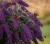 Budleja-dreaming-purple2-floravi.pl