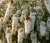 Budleja-dawida-dreaming-white2-flroavi.pl