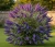 budleja-dawida-empire-blue1-floravi.pl
