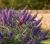 budleja-dawida-empire-blue2-floravi.pl
