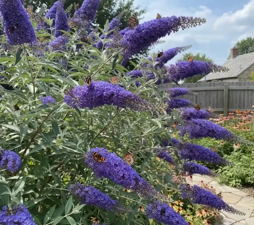 budleja-dawida-nanho-blue2-floravi.pl