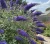 budleja-dawida-nanho-blue2-floravi.pl
