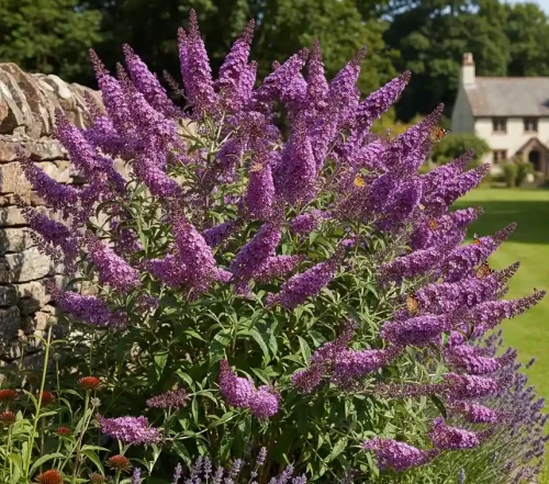 budleja-dawida-nanho-purple1-floravi.pl