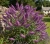 budleja-dawida-nanho-purple1-floravi.pl