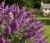 budleja-dawida-nanho-purple2-floravi.pl
