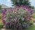 budleja-dawida-peacock2-floravi.pl