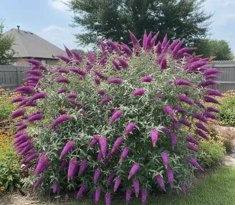 budleja-dawida-peacock2-floravi.pl