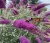 budleja-dawida-peacock1-floravi.pl