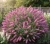 budleja-dawida-pink-delight1-floravi.pl