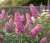 budleja-dawida-pink-delight2-floravi.pl