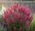 budleja-dawida-pink1-floravi.pl