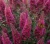 budleja-dawida-pink2-floravi.pl