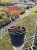 Budleja-dawida-white-ball3-floravi.pl