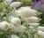 Budleja-dawida-white-ball2-floravi.pl