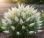 Budleja-dawida-white-ball1-floravi.pl