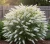 budleja-dawida-white-profusion1-floravi.pl