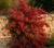 ognik-szkarlatny-red-column1-floravi.pl